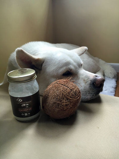 Coconut Oil and Your Dog
