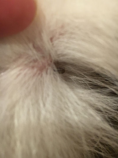 Removing Tick from Dog