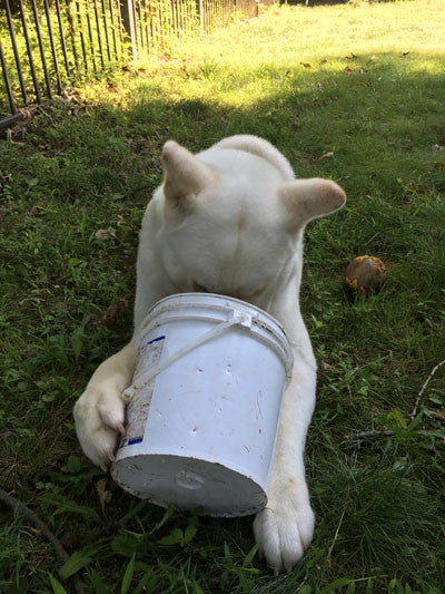 Dog Plays with Bucket