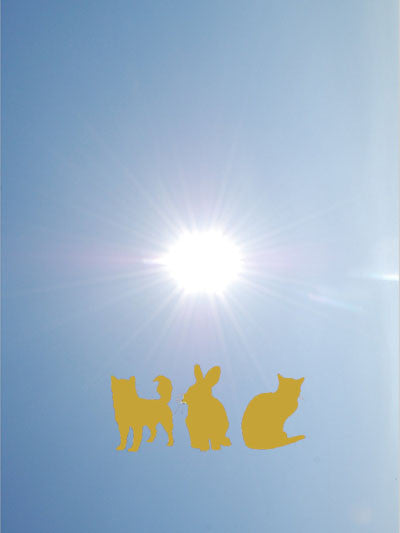 Pet Safety in Hot Weather