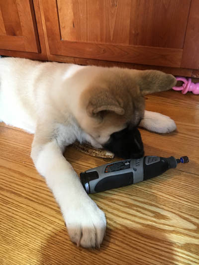 Dremeling Puppy’s Nails