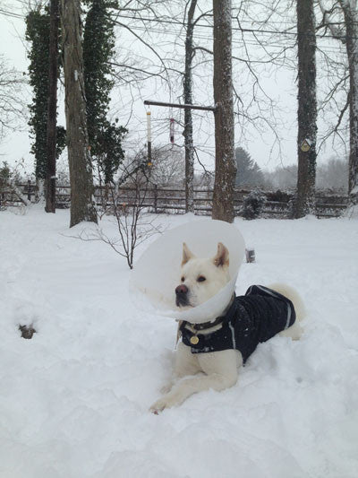 Bloat in Dogs