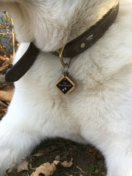 Microchip collar deals for cats