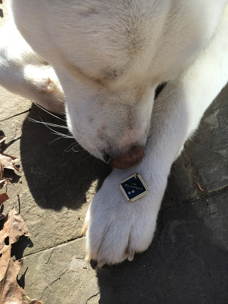 Microchip Awareness Pet ID Tags for Dogs and Cats